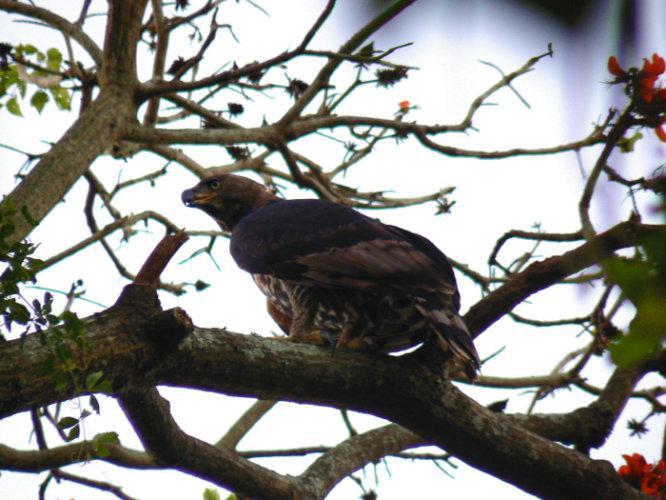 Loerie Hide Bed and Breakfast East London Exteriör bild